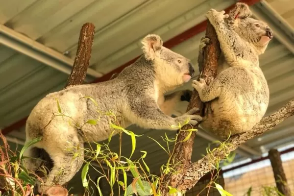 Endangered Species Conservation Australia - Australia Endangered Species Conservation Australia - Australia